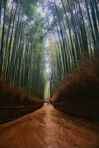 Road amidst trees in forest