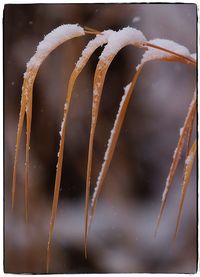 Close-up of frost