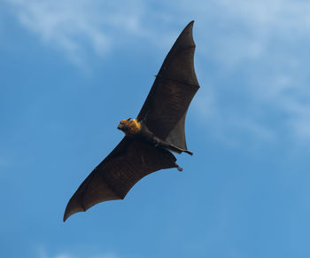 Low angle view of bird flying against sky