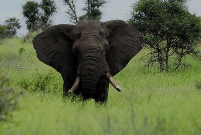 Full length of elephant