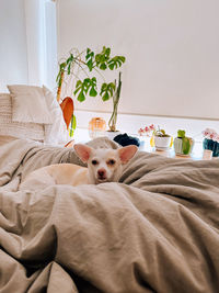 Portrait of dog sitting on bed at home