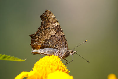 Close-up of butterfly on leaf