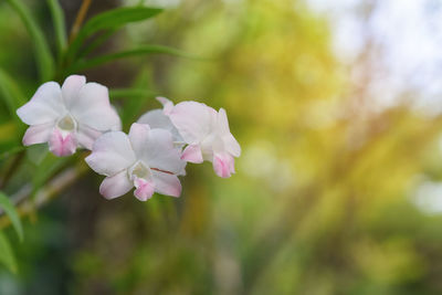 Close-up of purple flowering plant