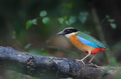 Close-up of bird perching on branch