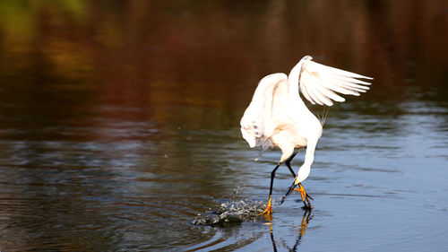 White bird flying over lake