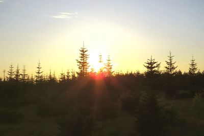 Silhouette trees in forest against sky during sunset