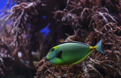 Close-up side view of naso tang fish against reef