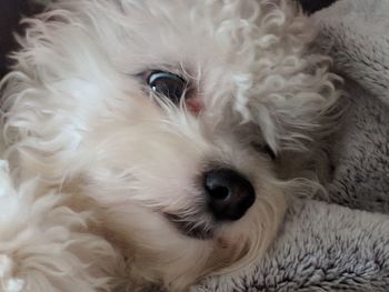 Close-up portrait of a dog