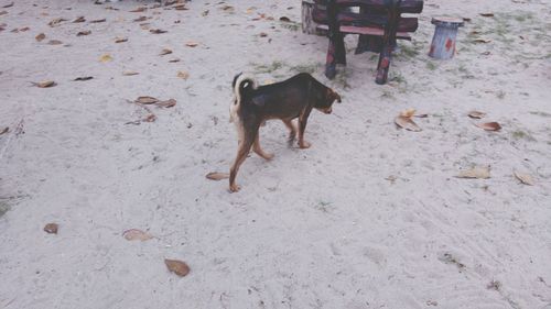 Dog lying on floor