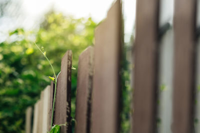 Close-up of fence against plants