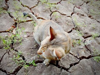 High angle view of rabbit