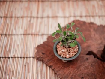 High angle view of potted plant on table