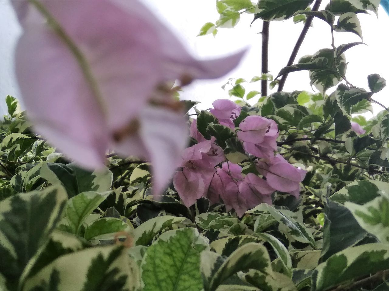 plant, plant part, leaf, growth, flower, freshness, flowering plant, nature, beauty in nature, pink, close-up, selective focus, fragility, no people, lilac, green, garden, food and drink, outdoors, food, purple, day, petal, agriculture, botany, flower head, springtime, vegetable, blossom, produce