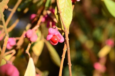 Close-up of pink flowering plant