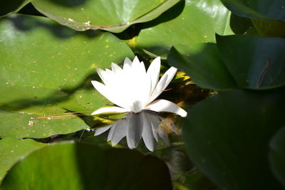 Close-up of water lily on leaf
