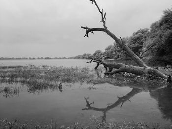Fallen tree in river