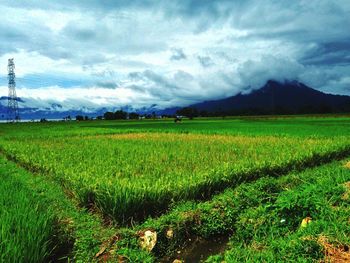 Scenic view of agricultural field against sky