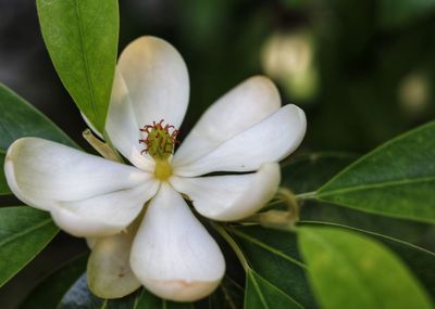 Close-up of white flowering plant