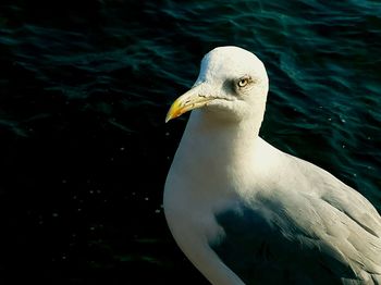 Close-up of bird in water