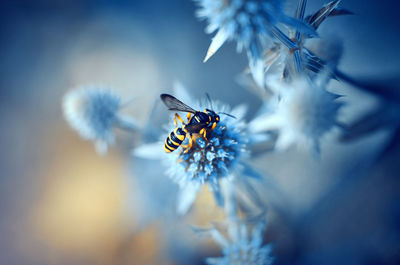 Close-up of bee on purple flower