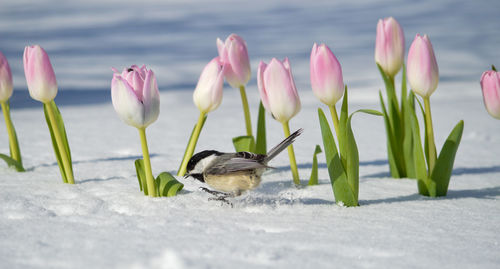 Black-capped chickadee on tulips in spring