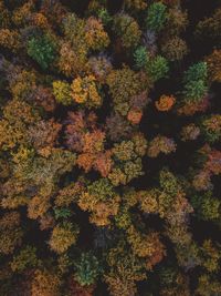 Full frame shot of trees growing on land