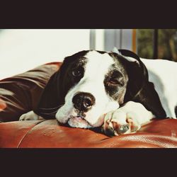 Close-up of a dog resting on sofa