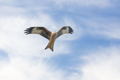 Low angle view of bird flying against sky