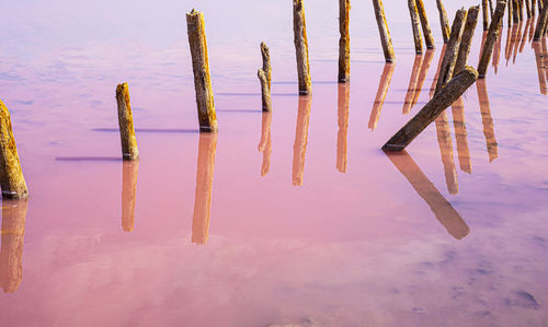 Conceptual photo on a pink lake. wooden piles stick out from the pink water. pink  sky. 