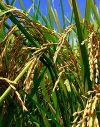 Close-up of plants growing in field
