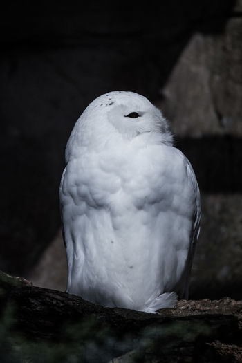 Close-up of bird