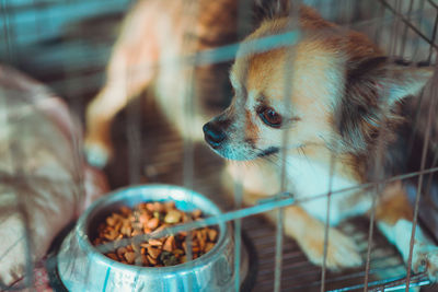 Dog locked in a cage,vintage color tone