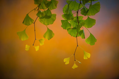 Close-up of leaves hanging on plant