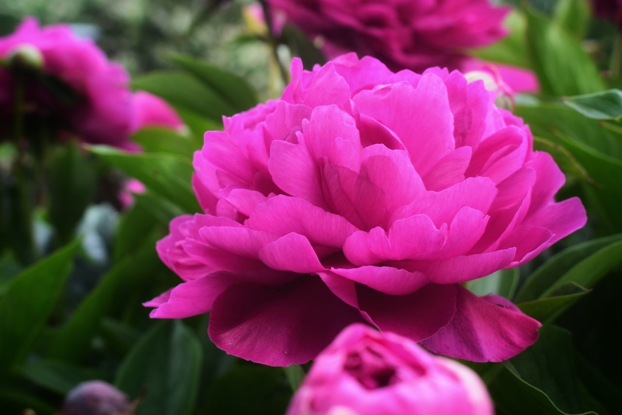 CLOSE-UP OF PINK ROSE FLOWERS