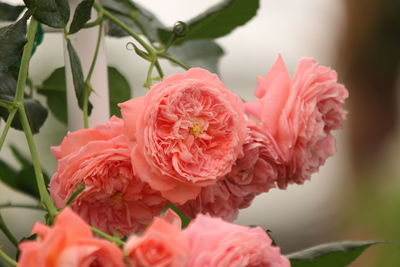 Close-up of pink rose bouquet