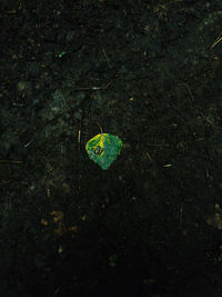 High angle view of small autumn leaves on land