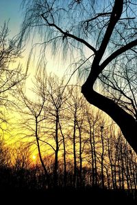 Silhouette of bare trees at sunset