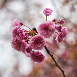 Close-up of pink cherry blossoms