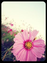 Close-up of pink flower