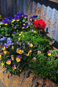 Close-up of flowers blooming outdoors