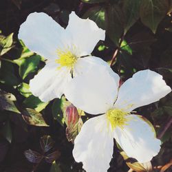 Close-up of white flower