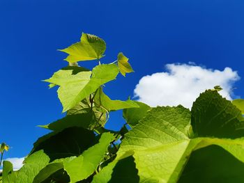 Low angle view of leaves against sky