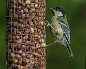 Close-up of bird perching on feeder