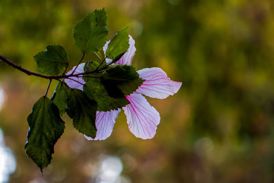 Close-up of purple flowering plant