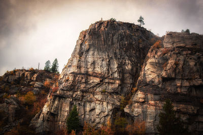 Low angle view of trees on cliff