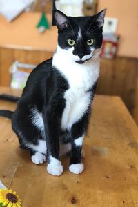 Portrait of cat sitting on wooden floor