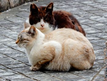 Cats relaxing on footpath