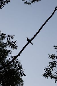 Low angle view of silhouette tree against sky