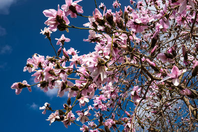 Low angle view of cherry blossoms against sky