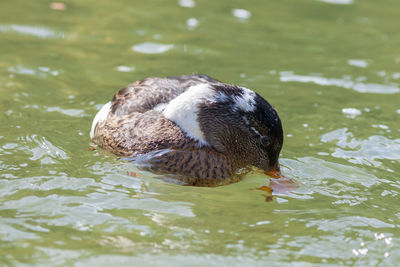 Duck swimming in lake